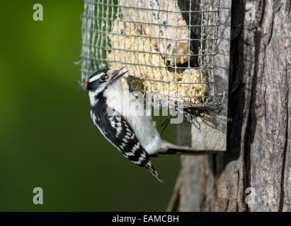 Männliche Dunenspecht auf Baum montierten Talg feeder Stockfoto