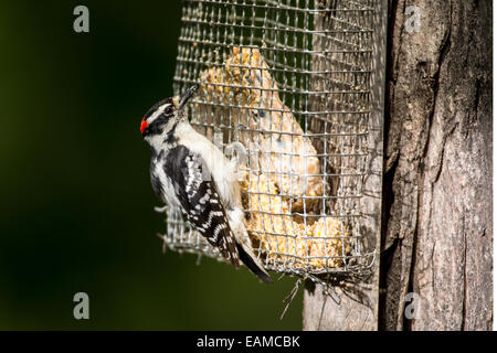 Männliche Dunenspecht auf Baum montierten Talg feeder Stockfoto