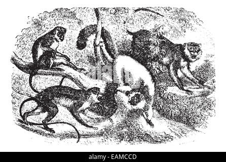 Affen auf Ast im Wald, graviert Vintage Illustration. Animaux Sauvages et Domestiques - für Kinder - 1892. Stockfoto
