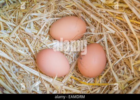 Eiern in einen Eierkarton frisch gelegt Stockfoto