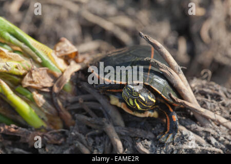 Südlichen gemalt Schildkröten (Chrysemys Picta Dorsalis). Kopf und charakteristischen Rückenstreifen Carapax Markierungen dieser Unterart. Stockfoto