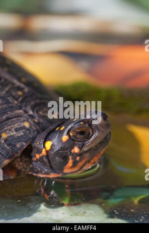 North American entdeckte Schildkröte (Clemmys Guttata). Dunkle Farbe der Iris und Felgen von Ober- und Unterkiefer Mandibeln identifiziert das Stockfoto