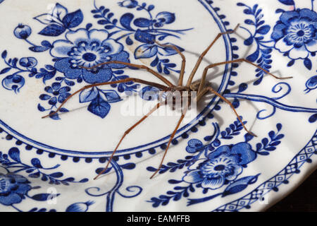 Haus Spinne (Tegenaria Domestica). Leben, und auf einem stillgelegten blauen und weißen Keramikplatte. Stockfoto