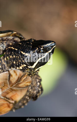 Gemeinsamen Moschus Schildkröte oder Stinkpot Schildkröte (Sternotherus Oderatus). Kopf-Markierungen. Stockfoto