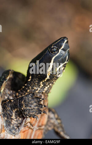 Gemeinsamen Moschus Schildkröte oder Stinkpot Schildkröte (Sternotherus Odoeratus). Kopf-Markierungen. Stockfoto