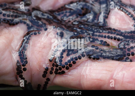 Gemeinsamen Kröte (Bufo Bufo). Vor kurzem verlegten Abschnitt des Laichens Zeichenfolge vorübergehend auf eine Hand gehalten. Stockfoto