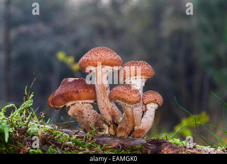 Gruppe von fünf Honigpilzen, die an der Wurzel einer Kiefer wachsen Stockfoto