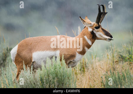 Gabelbock in den Regen, Lamar Valley, Yellowstone-Nationalpark, USA Stockfoto