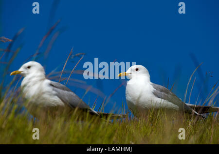 Ein paar der Europäischen Silbermöwen (Larus Argentatus) Norwegen Stockfoto