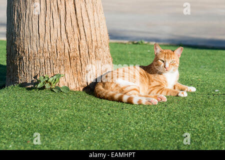 Eine Ingwer Katze sitzt neben einem Baum in der Sonne Stockfoto
