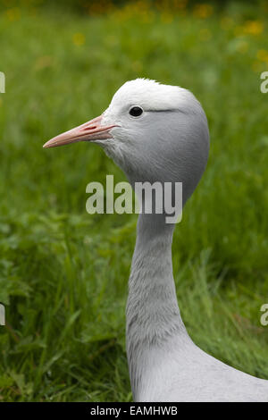 Blau, Paradies oder Stanley Kran (Anthropoides Paradisea). Kopfprofil. Nationalvogel Südafrikas. Stockfoto