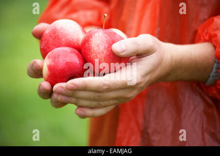 Halten Sie frische reife Äpfel Stockfoto