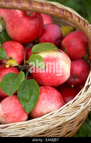 Frisch gepflückten Äpfel in einem Korb. Stockfoto