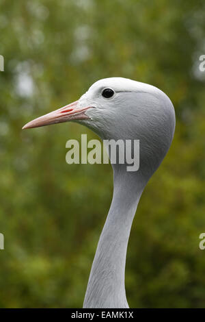 Blau, Paradies oder Stanley Kran (Anthropoides Paradisea). Kopfprofil. Nationalvogel Südafrikas. Stockfoto