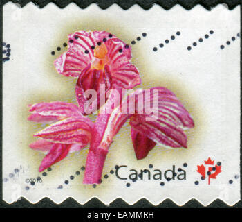 Kanada - ca. 2010: Briefmarke gedruckt in Kanada zeigt eine Blüte Corallorhiza Striata, ca. 2010 Stockfoto