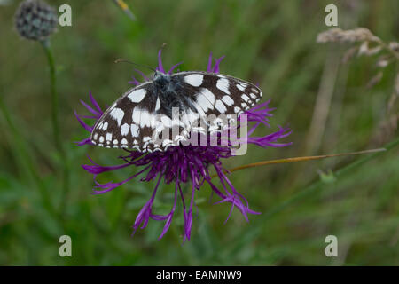 Marmor weiß Schmetterling auf einer flockenblume Blume, Northamptonshire, Großbritannien Stockfoto