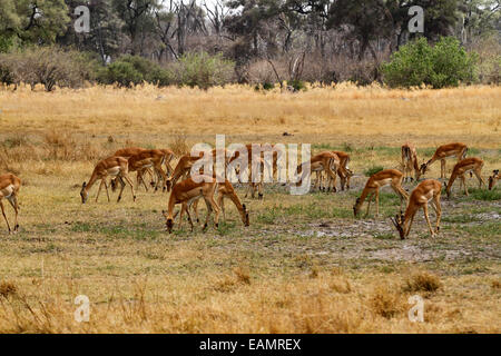 Impala-Antilopen sind Beutetiere, Ebenen Spiel für die Raubtiere. Riesige Herde von Impala leise Beweidung auf die afrikanische Savanne Stockfoto