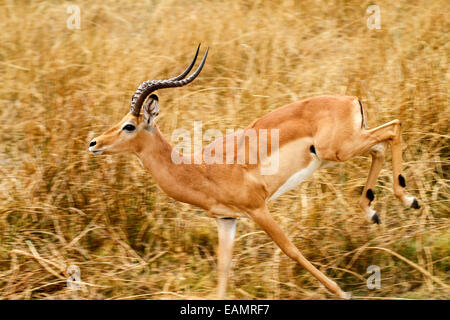 Impala-Antilopen sind Beutetiere, Ebenen Spiel für die Raubtiere. Große Männchen läuft schnell, um ein Raubtier riesigen Hörnern Spirale bis zu entkommen Stockfoto