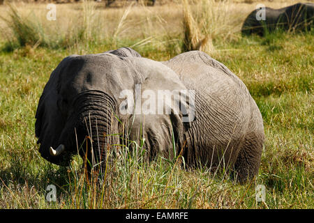 Afrikanischer Elefant, die größten lebenden landen Säugetier, die halb untergetaucht im Marschland versteckt durch das Schilf schöne Aussicht auf safari Stockfoto