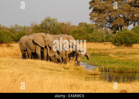 Afrikanischer Elefant, landen die größte lebende Säugetier, große Herde Elefanten im Okavango Delta trinken Stockfoto