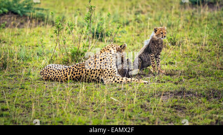 Gepard (Acinonyx Jubatus) Mutter mit zwei Jungen spielen in Savanne. Masai Mara National Reserve, Kenia. Stockfoto