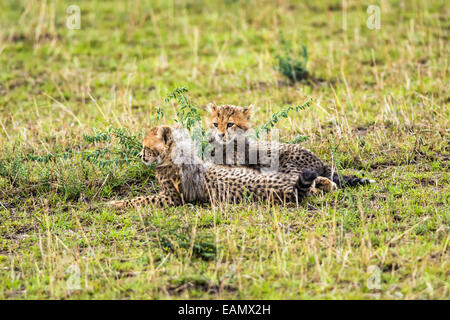 Zwei Geparden Cubs (Acinonyx Jubatus) entspannend auf Savannah. Masai Mara National Reserve, Kenia. Stockfoto