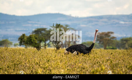 Strauß (Struthio Camelus) Wandern in Lake Nakuru National Park, Kenia, Afrika Stockfoto