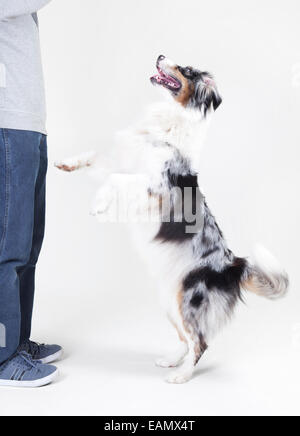 Austrailian Shepherd mit der Farbe blue Merle vor weißem Hintergrund Stockfoto