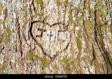 Nahaufnahme eines Herzens auf einem Baum geschnitzt Stockfoto