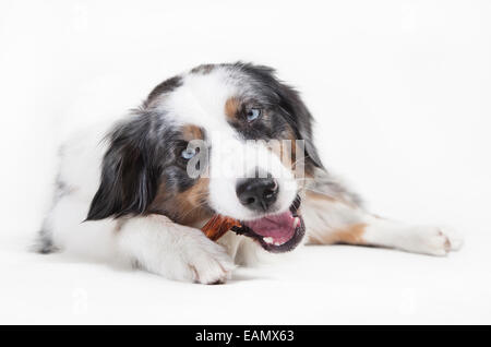 Austrailian Shepherd mit der Farbe blue Merle vor weißem Hintergrund Stockfoto