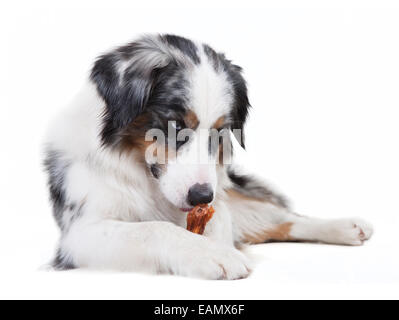 Austrailian Shepherd mit der Farbe blue Merle vor weißem Hintergrund Stockfoto