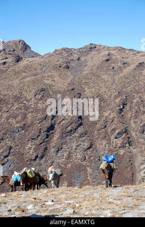 Ponys auf einem Höhenweg in den Ausläufern des indischen Himalaya tragen schwere Lasten Stockfoto