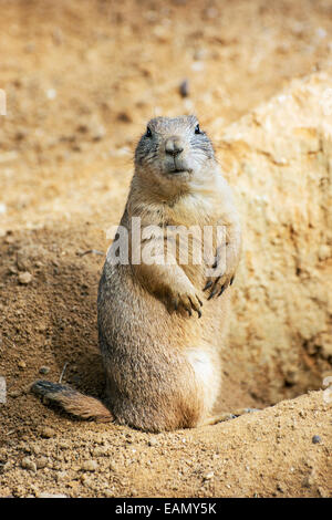 Das Murmeltier (Marmota Monax), auch bekannt als ein Murmeltier, Pfeifen-Schwein oder Land-Biber in einigen Bereichen ist ein Nagetier der Familie S Stockfoto