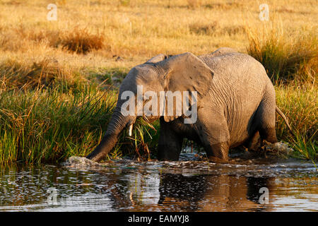 Afrikanischer Elefant, landen die größten lebenden Säugetier, Wandern in den Kanal, die Fütterung auf Rasen, wie er geht, seinen Rüssel bewegen das Wasser Stockfoto