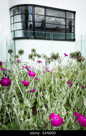 Detail des gebogenen Crittall Typ Fenster mit Schutzglas Bildschirm um unteren Erdgeschoss Blende, Allium Seedheads und rosa Lychnis Coronaria vor Garten des Hauses, Muswell Hill, London, UK Stockfoto