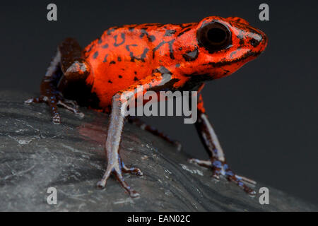 Rote Erdbeere Dart Frog / Oophaga Pumilio Stockfoto