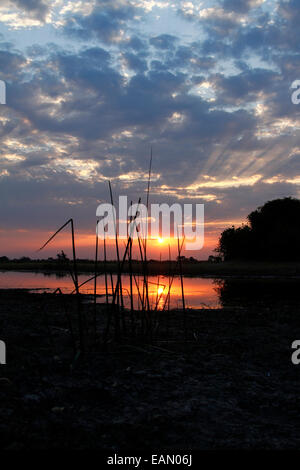 Safari Sundowner am Savuti Marsch Afrika Zeit. Strahlen der Sonne durch die Wolken steigen & die Sonne geht unter hinter Schilf Stockfoto