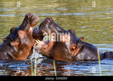 Zwei junge männliche Nilpferd Hippopotamus Amphibius Proben Fray und Figting mit offenem Mund und zeigt Tusk. Nationalpark "OK" Stockfoto