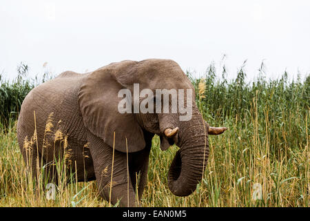 Porträt der Beweidung von afrikanischen Elefanten in Etosha National Park, Ombika, Kunene, Namibia. Wahre Tierfotografie Stockfoto