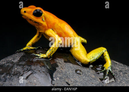 Goldenen Dart Frog / Phyllobates Terribilis Stockfoto