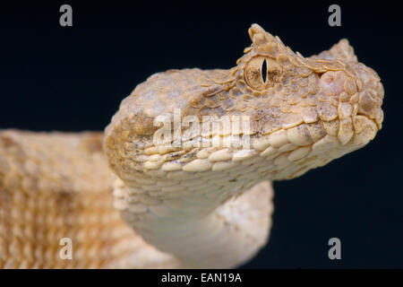 Des Feldes Hornotter / Pseudocerastes Fieldi Stockfoto