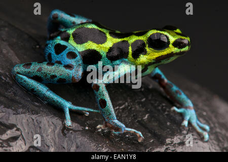 Gefleckte Dart Frog / Ranitomeya Variablis Stockfoto