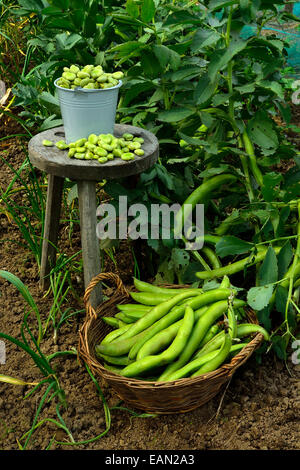 Frisch gepflückte Puffbohnen (Vicia faba), Garten. Stockfoto