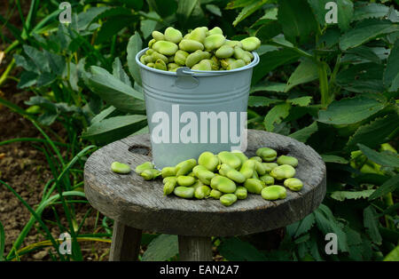 Geernteten Ackerbohnen (Vicia Faba), Gemüsegarten. Stockfoto