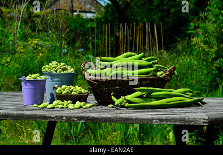 Geerntet Puffbohnen (Vicia faba), Garten. Stockfoto