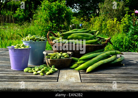Frisch gepflückte Puffbohnen (Vicia faba), Garten. Stockfoto