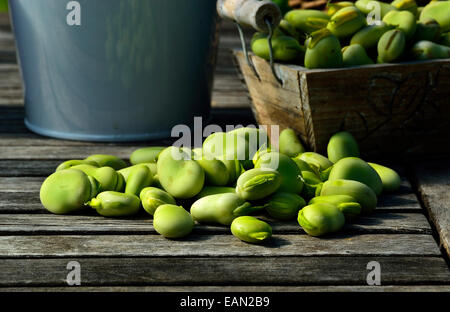 Frisch gepflückte Puffbohnen (Vicia faba), Garten. Stockfoto