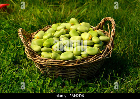 Geerntet Puffbohnen (Vicia faba) in einem Korb, in einem Gemüsegarten. Stockfoto