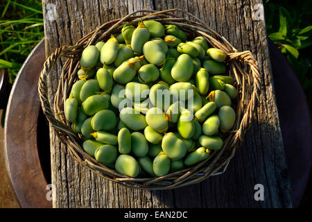 Ackerbohnen (Vicia Faba) in einem Korb in einem Gemüsegarten geerntet. Stockfoto