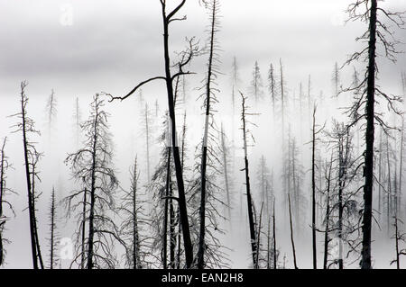 Kiefern und Tannen in 1988 Feuer mit Morgennebel Boden verbrannt; Yellowstone-Nationalpark, Wyoming. Stockfoto